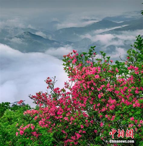 浙江安吉：高山杜鹃花与云海奇观相映成趣 炫酷航拍 新湖南