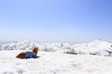 残雪期の初の金剛堂山🏔🐕💨 こういちと伝説の登山犬れもんさんの金剛堂山の活動データ Yamap ヤマップ