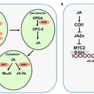 Ja Biosynthesis And Signaling Pathway A A Simplified Ja Biosynthesis