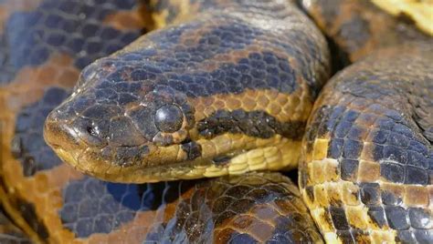 Yellow Anaconda The Animal Facts Appearance Diet Habitat Behavior