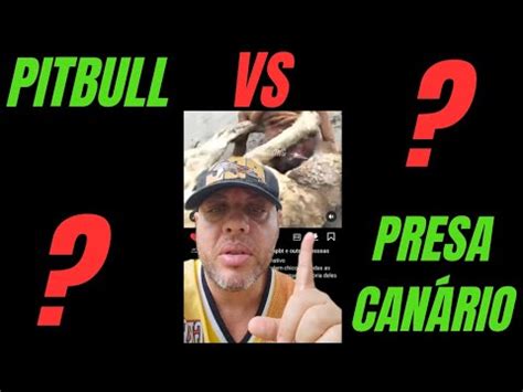 Pitbull vs Presa Canário Criador fala sobre YouTube