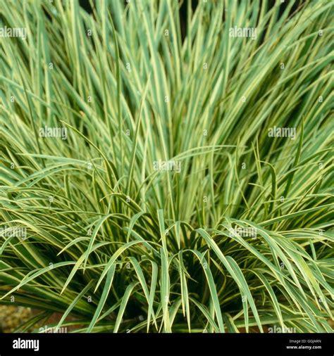 Acorus gramineus hi-res stock photography and images - Alamy