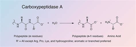 Carboxypeptidase A Worthington Enzyme Manual Worthington Biochemical