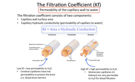 Week 1 Capillary Exchange Flashcards Quizlet