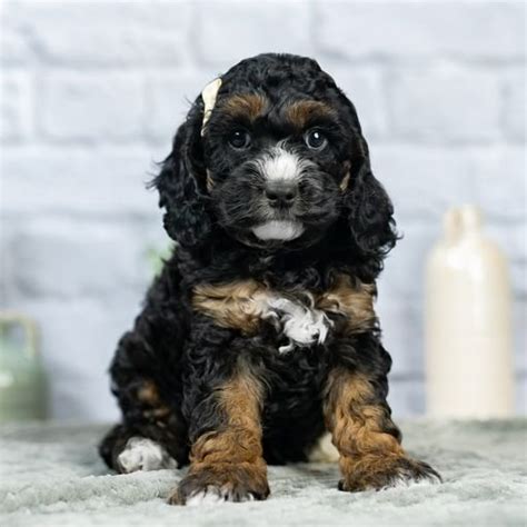 The Ultimate Guide to Cockapoo Sizes — My Doodle Puppy