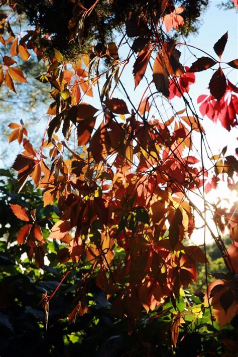 Free Images Tree Nature Branch Light Sunlight Leaf Flower