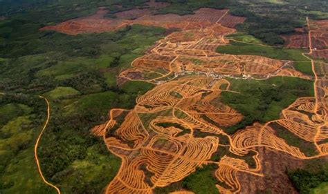 Causas Y Consecuencias De La Deforestaci N Mundial Y Su Impacto Ambiental