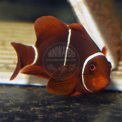 Amphiprion Ocellaris Naked Ocellaris Clownfish Shop MiniWaters FISH