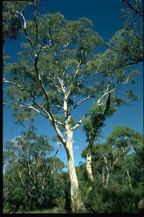 Eucalyptus Mannifera Jayfields Nursery