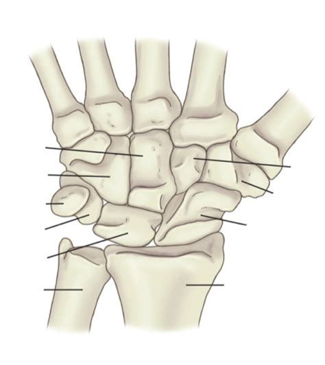 Clinical Anatomy: Carpal bones Diagram | Quizlet