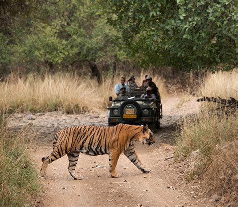 wildlife-sighting-in-ranthambore