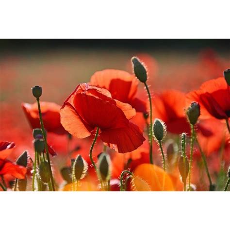 Graines De Coquelicot Rouge Pavot Des Moissons