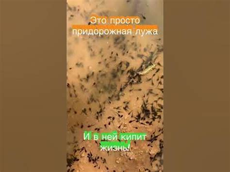 Головастики! - YouTube