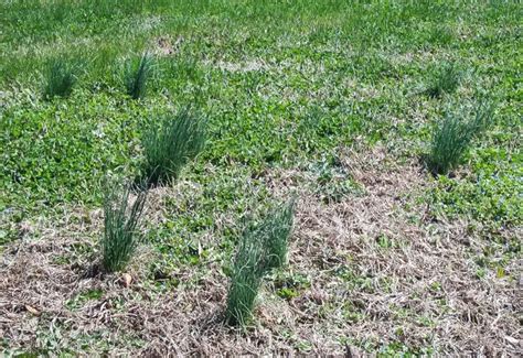 How To Get Rid Of Onion Grass In Lawn Complete Guide To Wild Onion