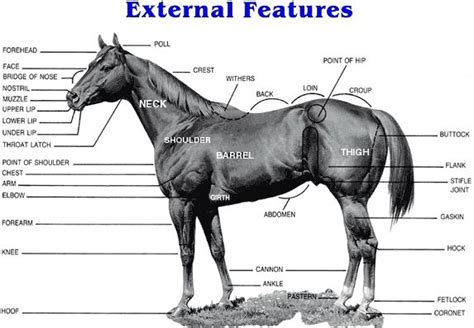 22 best images about Horse Anatomy on Pinterest | Circulatory system ...