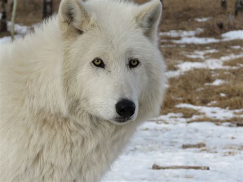 Арктически Wolfdog Вълк Куче - Безплатни фотографии на Pixabay - Pixabay