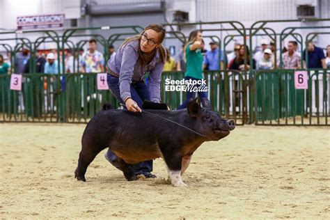 The Exposition Junior Show Overall Crossbred Barrow Show