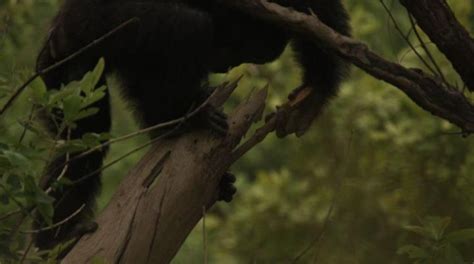 Female Chimpanzees Hunt With Spears While Lazy Males Wait To Steal