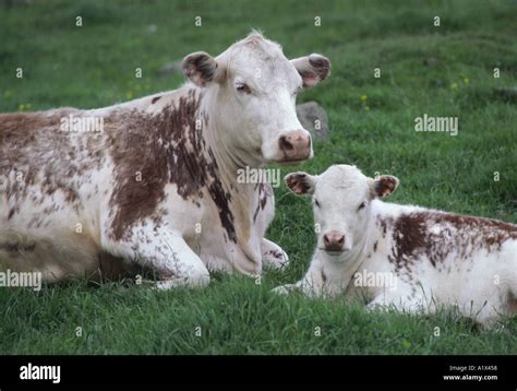 Simmental Cow and Calf Stock Photo - Alamy