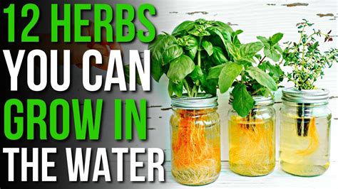 12 Herbs You Can Grow In Water How To Grow Herbs In Water Youtube