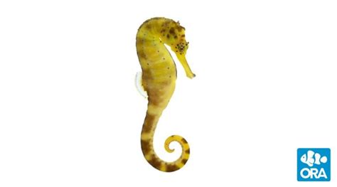 Tiger Tail Seahorse Hippocampus Comes Ora Oceans Reefs And Aquariums