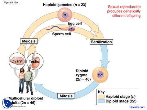 Haploid Gametes - Fundamentals of Biology - Lecture Slides - Docsity