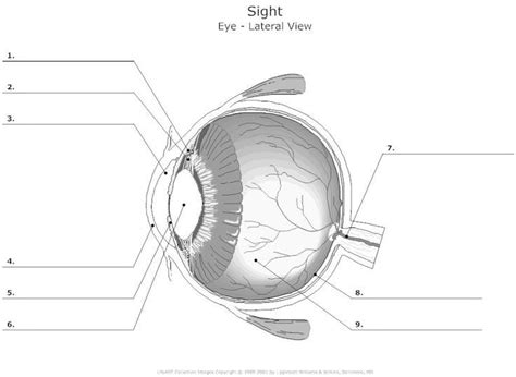 Structure Of The Eye Functions Diagram Quizlet