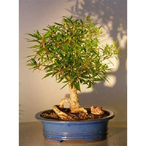 One Dwarf Weeping Willow Tree Cutting - Excellent Bonsai Tree - Indoor ...