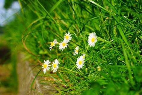 Free Images Nature Blossom White Meadow Prairie Bloom Spring