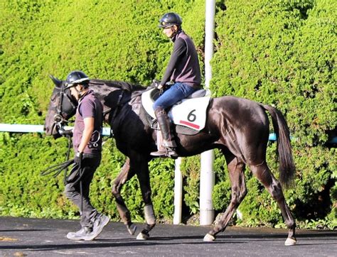 藤田晋氏所有のドーブネが8・29札幌でデビュー ライブドアニュース