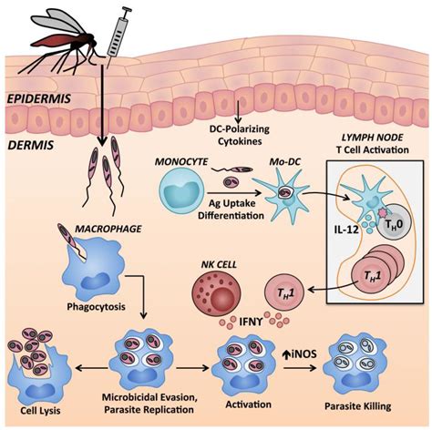 Ijms Free Full Text Cutaneous Manifestations Of Human And Murine