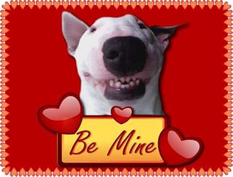 Happy Valentine S Day Bullterrier Bull Terrier English Bull