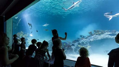 Deep Ocean Gallery at OdySea Aquarium in Scottsdale, AZ