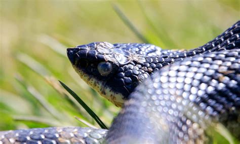 Discover The 23 Snakes Inside The Great Smoky Mountain National Park