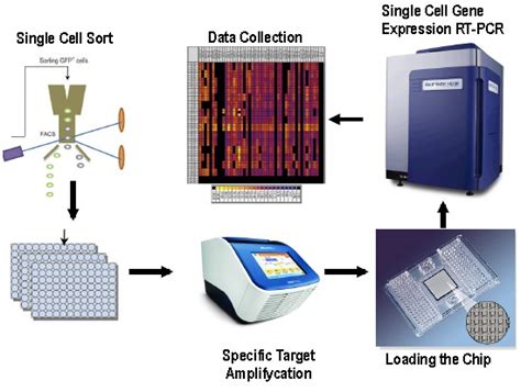 Single Cell Gene Expression Profiling Of Mouse Stem Cells With Fluidigm