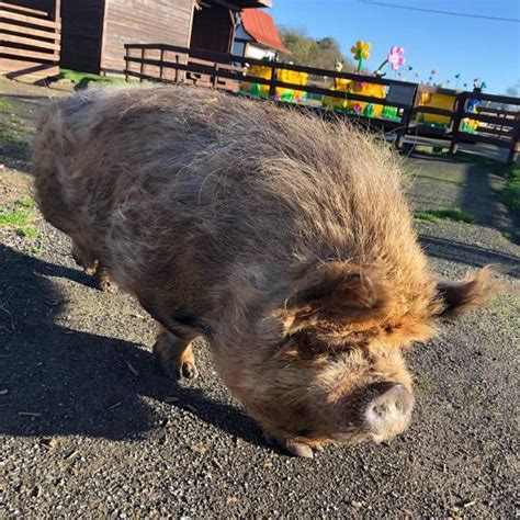 Animal Farm Adventure Park On Tumblr