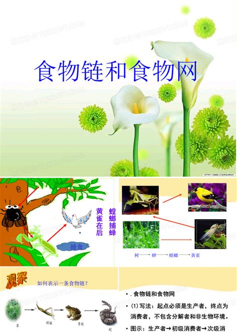 食物链和食物网食物链和食物网课件ppt模板下载编号qkenaepj熊猫办公