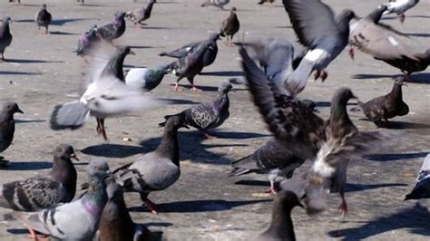 Flock Pigeons Flying Away Super Slow Stock Footage Video (100% Royalty ...