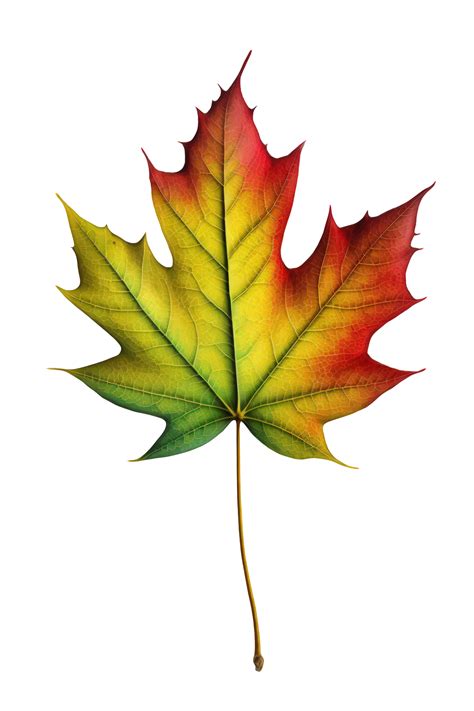 Green Maple Leaf Png