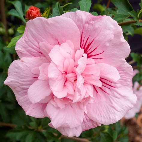 Buy Tree Hollyhock Hibiscus Syriacus Pink Chiffon Jwnwood4 Pbr Chiffon Series