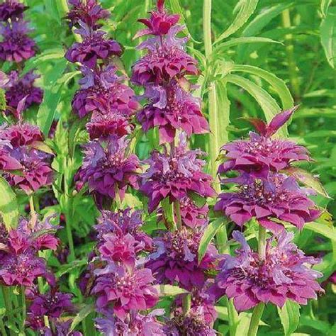 Бергамот лимонный солнцевский семко выращивание из семян | Plants ...