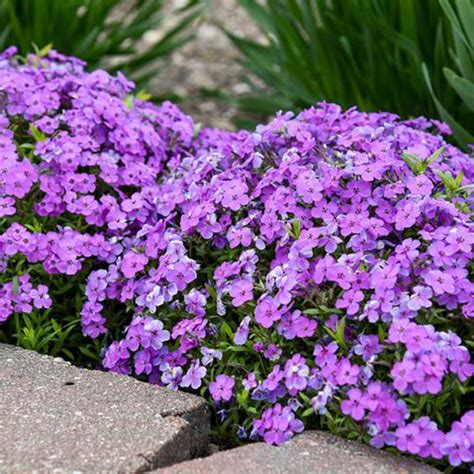 Spring Purple Moss Phlox Plant Addicts