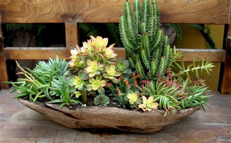 54 Ideas To Arrange Your Succulent With Driftwood GODIYGO