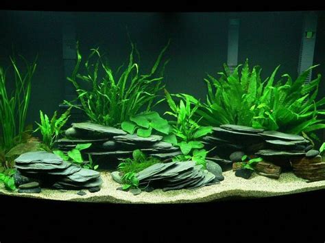 Black River Rock Aquarium Photo Caption Planted Tanganyikan 46