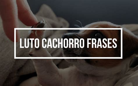 Cachorro Morreu Dinotube Fr