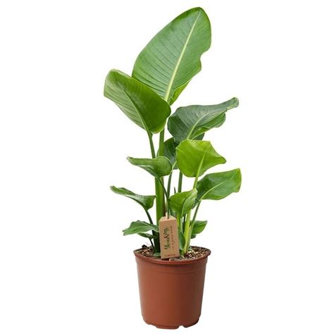 Strelitzia Nicolai Plante Oiseau De Paradis Pot 17cm Hauteur 55