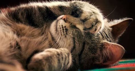 Understand Your Cat Sleep Patterns What S Normal Kitocat