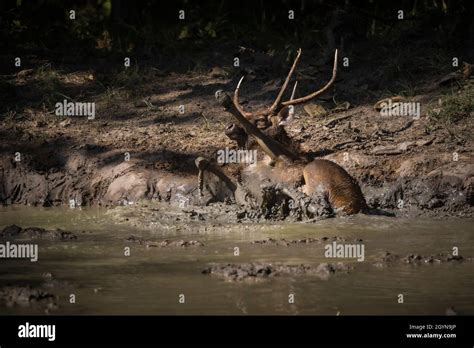 Sambar Deer Rusa Unicolor India Stock Photo Alamy