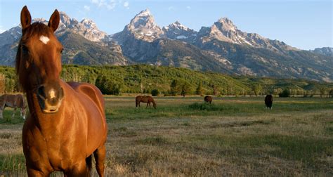 Jackson Hole Wyoming Webcam: Grand Tetons Kelly Wyoming - AllTrips