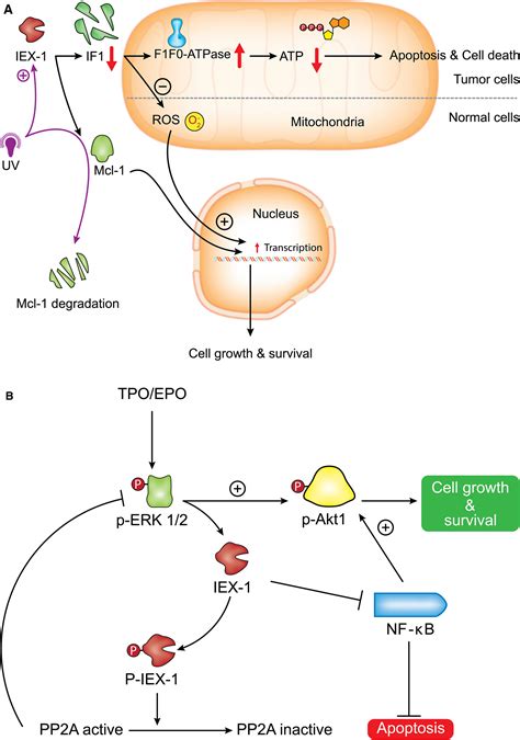 Emerging Potential Of Immediate Early Response Gene X1 In